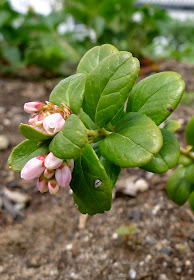 Lingonberry Flowers