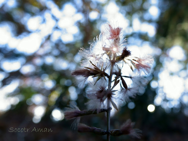 Ainsliaea acerifolia