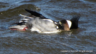 Red-Breasted Merganser