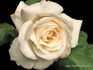 white rose