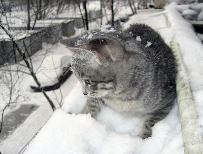 cat in snow