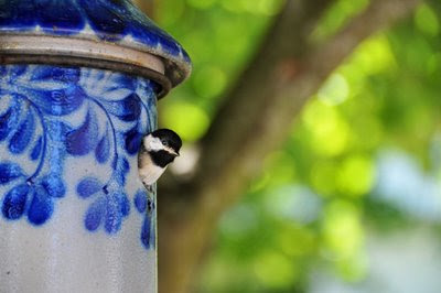 baby chickadee, posing for its worldwide view on the internet