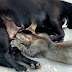 Cadela surpreende donos ao ‘adotar’ e amamentar filhote de gato