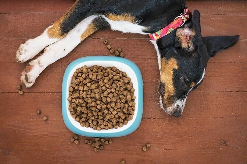 Feed a dog with dry dog food - you need to know the dangers of fillers