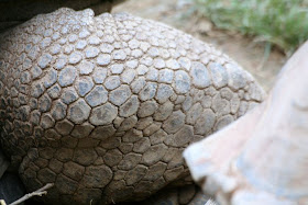 Reptiland, Allenwood PA : Aldabra Tortoise :: All Pretty Things