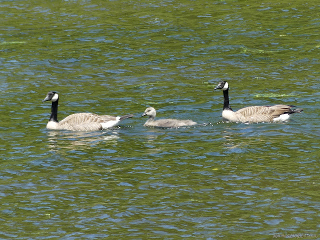 Canada goose family on the water