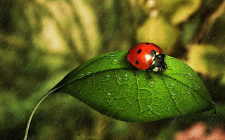 Ladybug Green Leaf Nature HD Wallpaper
