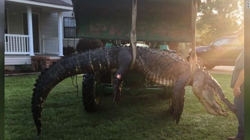 Unbelievable! This Woman Has Caught the Biggest Alligator Ever in Her Town Measuring 13 Feet Long (Photo+Video)