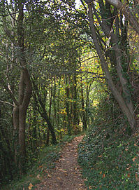 Path through the forest, Cinque Terre.