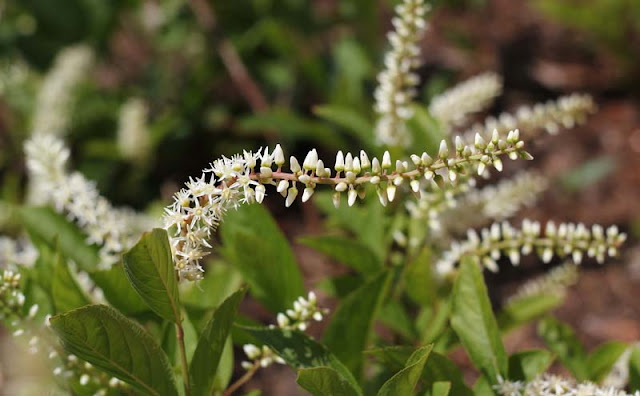 Itea Virginica Flowers