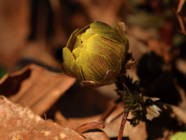 Adonis multiflola