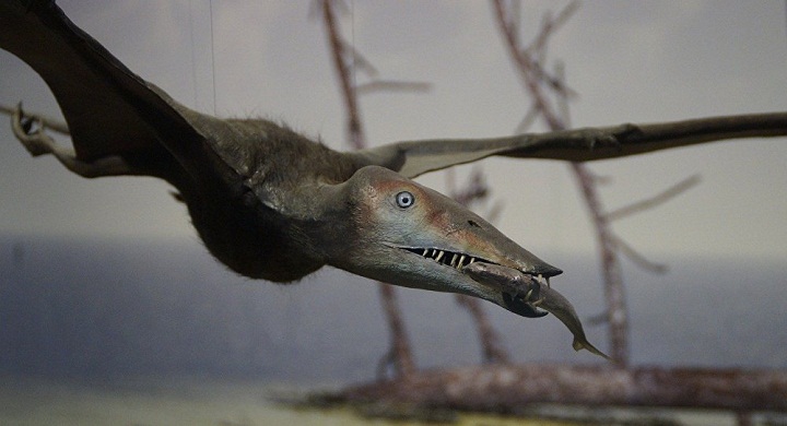 Pterosaurus, Burung yang Bisa Terbang Melintasi Bumi Tanpa Henti