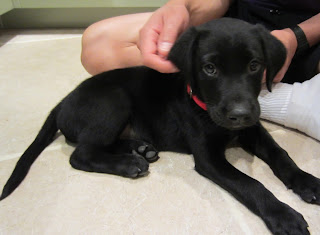 Pickle, the black Labrador puppy