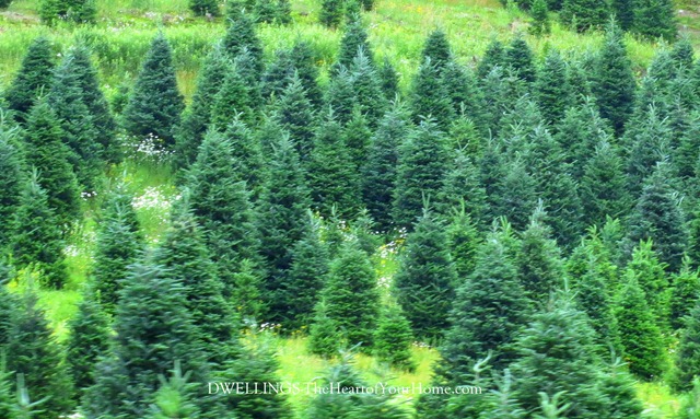 christmas tree farm