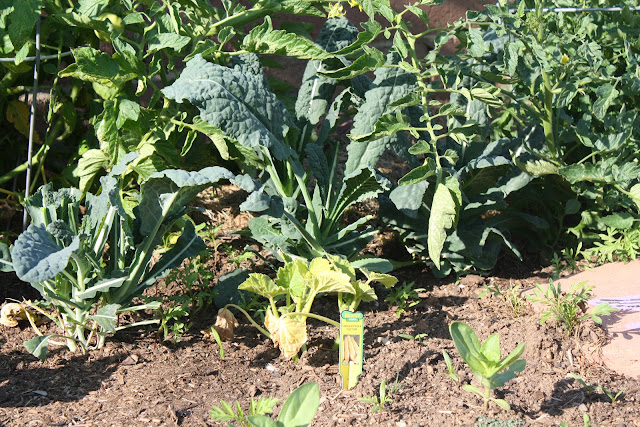 kale, city garden