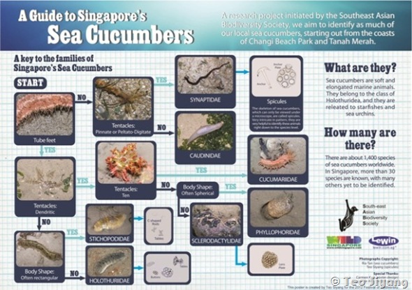 Sea Cucumber 2012