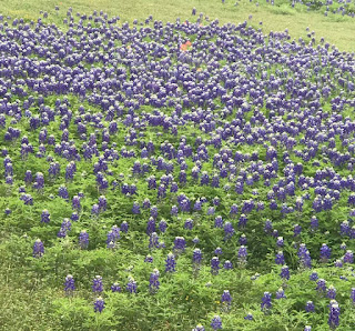 bluebonnets