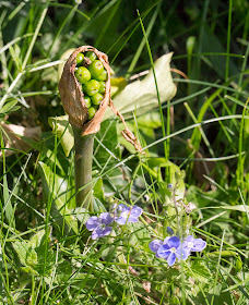 Developing berries of Cuckoo-pint, Arum maculatum, and blue flowers of Germander Speedwell,  Veronica chamaedrys.  Monad 4061, 19 May 2014.