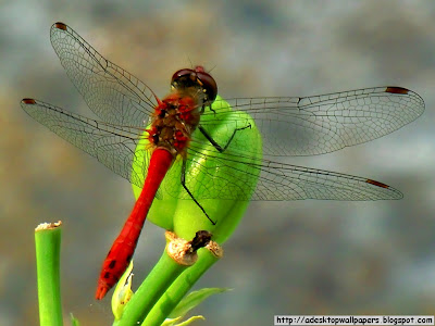 Dragonfly Animal Desktop Wallpapers, PC Wallpapers, Free Wallpaper, Beautiful Wallpapers, High Quality Wallpapers, Desktop Background, Funny Wallpapers http://adesktopwallpapers.blogspot.com