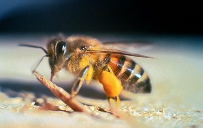 У Каліфорнії через рій 40 тис бджіл-вбивць закрили вулицю