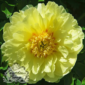 Intersectional Peony 'Bartzella'