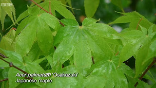 Japanese Maple