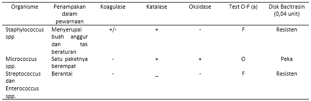 Bakteri Staphylococus sp pada Hewan Mikrobiologi 