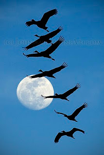 Moonlight Flight (c) John Ashley