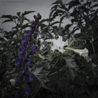 Aconitum Napellus, Monkshood, Devil's Helmet, Queen of Poisons, Wolfsbane, Datura Stramonium