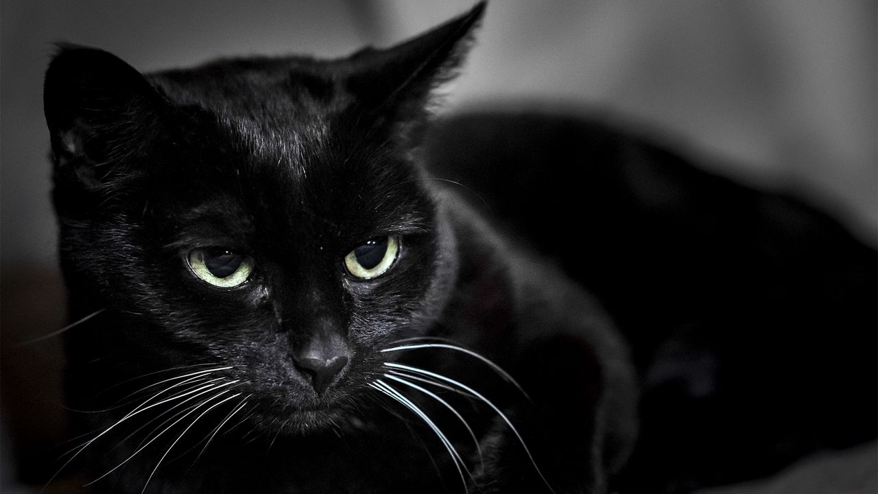 Wallpaper Black Cat Muzzle Eyes