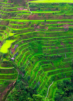 Banaue, Filipina sawah yang bagus