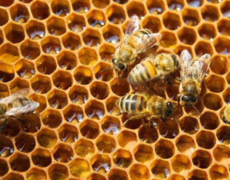 Υπό απειλή ο μελισσοκομικός κλάδος. Τι γίνετε με τις επιδοτήσεις;