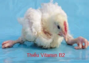 Gà thiếu vitamin B12