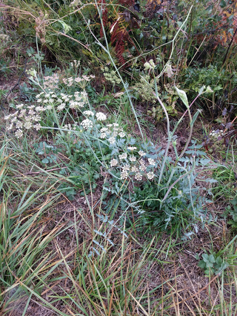 Peucedanum cervaria, Indre et Loire, France. Photo by Loire Valley Time Travel.