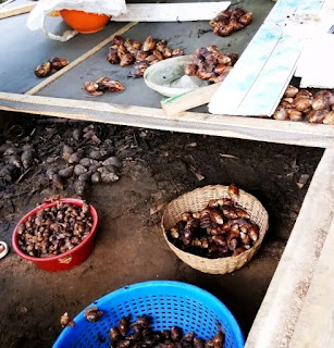 SORTING AND SNAIL FARMING MANAGEMENT