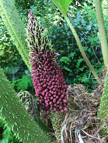 Blomst på Gunnera manicata