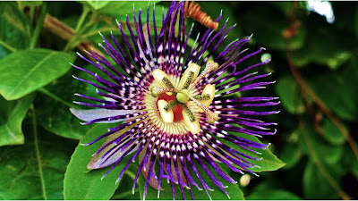 flower-that-contains-brahama-vishnu-mahes-pandav-and-kaurava-paksh