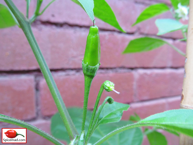 Aji Lemon - 26th June 2021