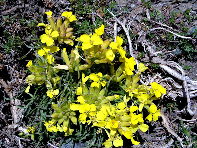 Cojinete amarillo. Sierra Nevada