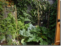 Tiger in the garden 009
