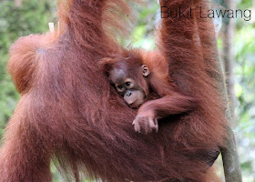 http://cherryvegzombie.blogspot.fr/2014/01/bukit-lawang-et-la-jungle-des-orangs.html