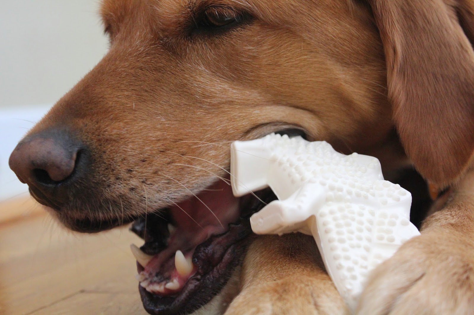 dog cleaning teeth with nylabone dinosaur bone