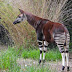 Okapi: El animal africano que tiene cabeza de jirafa, rayas de cebra y cuerpo de caballo