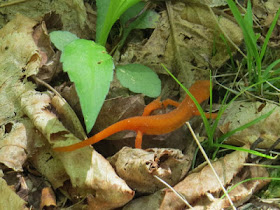 red eft