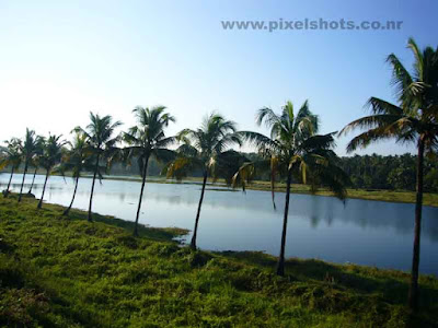 landscape scenery kerala photograph,coconut trees besides beautiful lake photographed during a train journey through kerala,kerala-lakes