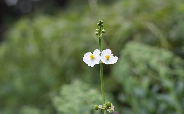 Broadleaf Arrowhead Flowers Pictures