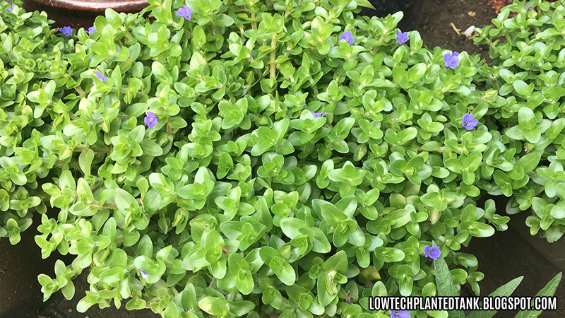 bacopa caroliniana flower