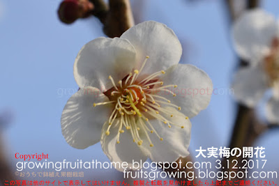 大実梅の花の形