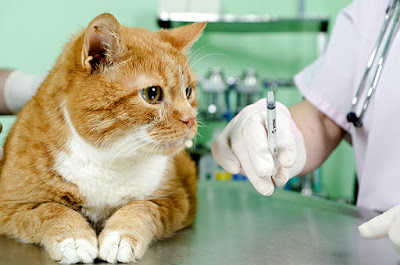 ما هي تطعيمات القطط