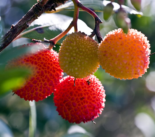 Fruits maturation